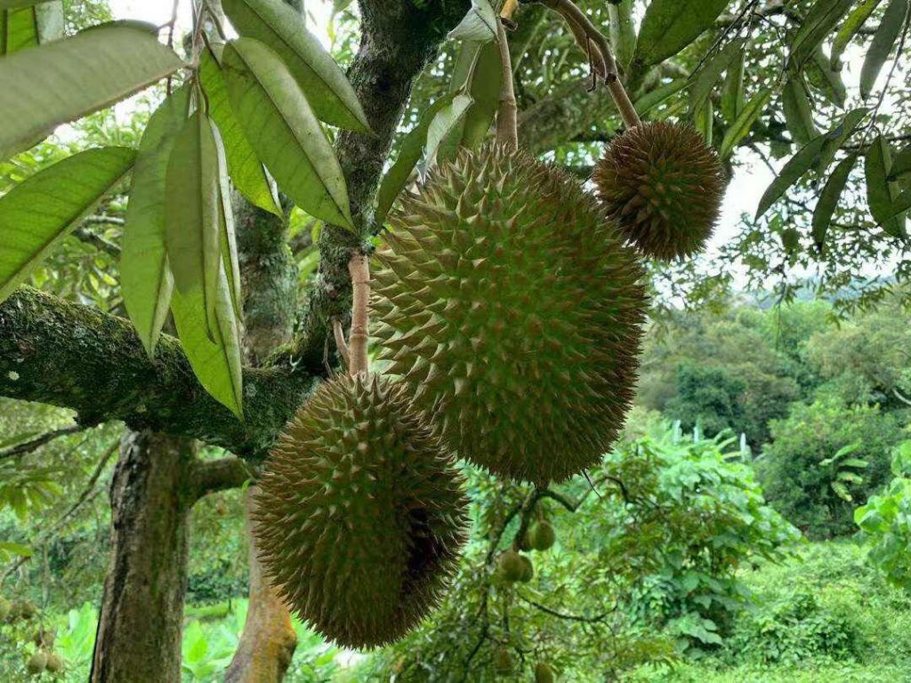 食品部〜ドリアンのご紹介 〜 株式会社 アイ・エム自販